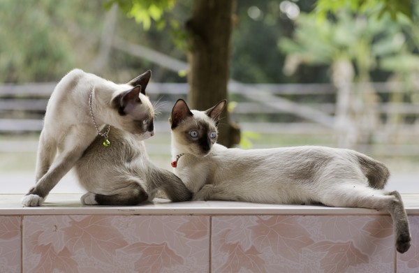 ネコ シャム猫の性格の４大特徴 しつけのポイントとは ペットナビ2